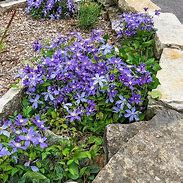 Image result for Non Vining Clematis
