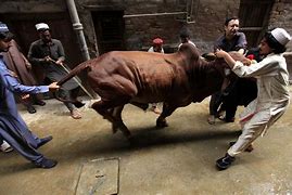 Image result for Halal Cow Slaughter