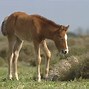 Image result for Oldest Horse Breed
