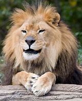 Image result for Zoo Happy Animals