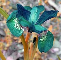 Image result for Haworthia Flower Stalk