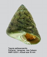 mida de Resultat d'imatges per a Tegula pellisserpentis.: 153 x 185. Font: www.nmr-pics.nl