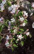 Image result for Honeycrisp Apple Tree Blossom