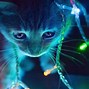 Image result for Cat with Gradient Wallpaper Laptop 1920X1080