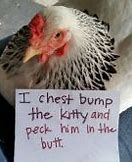 Image result for Being Chicken Meme