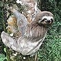 Image result for Sloth Family