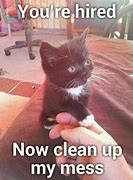 Image result for Office Cat Meme Funny