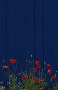 Image result for Blue Flower Phone Wallpaper
