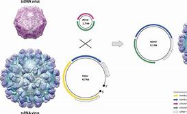Image result for Recombinant Virus