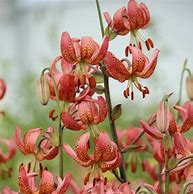 Image result for Lilium martagon Alberta Morning