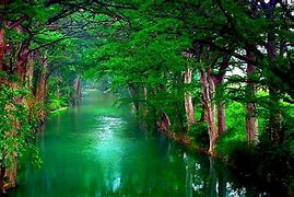 Image result for Summer Trees Wallpaper