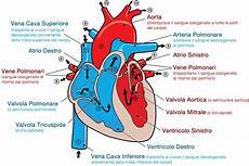 cuore e vasi alcune curiosit 224 sull anatomia cuore cuore e vasi alcune curiosit 224 sull anatomia cuore