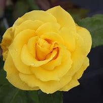 Rosa (F) Friesia(R) కోసం చిత్ర ఫలితం