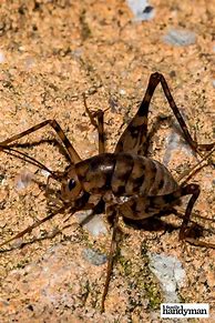 Image result for Black Spider Cricket