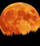 Image result for Lav Lune Of