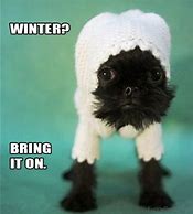 Image result for Funny Winter Dog Memes