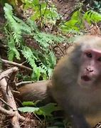 Image result for Monkey Meme Uwei