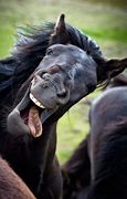 Image result for Hilarious Funny Animals