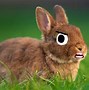 Image result for Rabbit Jokes for Kids