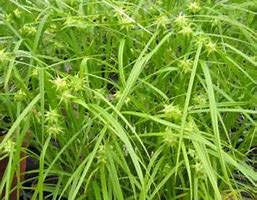 Image result for Carex grayi