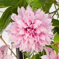 Image result for Clematis Heraclefolia