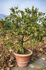 Image result for Container Fruit Trees