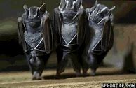 Image result for Angry Bat Vector