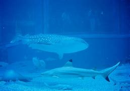 Image result for Osaka Aquarium