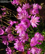 Image result for Lewisia columbiana