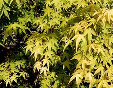 Image result for ACER PALMATUM UENO YAMA