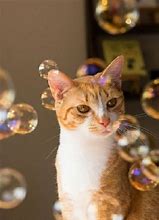 Image result for Cat with Bubbles On Head Meme