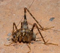 Image result for Basement Crickets