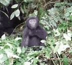 Image result for Alone Gorilla