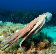 Image result for Mollusca Octopus
