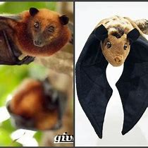 Image result for Fruit Bat Toy