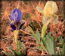 Image result for Iris lutescens Campbellii