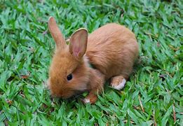 Image result for Cute Small Animals