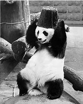 Image result for Boggle Head Panda