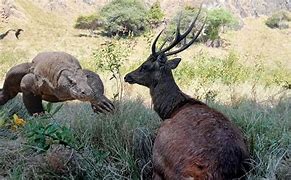Image result for Komodo Dragon Eating Deer