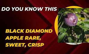 Image result for Black Diamond Apple Taste
