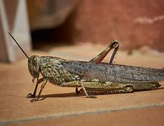 Image result for Cricket Bug vs Grasshopper