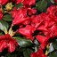 Image result for Rhododendron Baden Baden