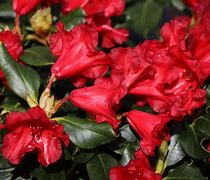 Image result for Rhododendron Baden Baden