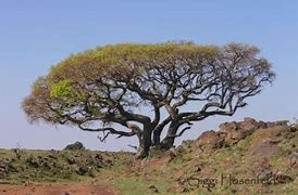 Image result for Trees Which Change Colours in Kenya