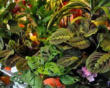 Image result for Cool Plants