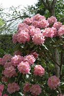 Image result for Rhododendron (T) Scintillation