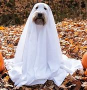 Image result for Funny Halloween Pictures