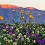 Image result for USA Wildflowers