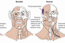 Image result for Bonobos and Human DNA