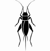 Image result for Cricket Insect Clip Art